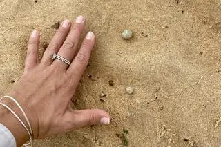Sydney. Na plażach znaleziono tajemnicze kulki 
