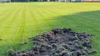 Murawa zniszczona, klub o petycji w sprawie "zakończenia terroru dzików".