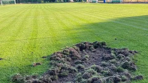 Dziki zniszczyły murawę boiska PKS Radość