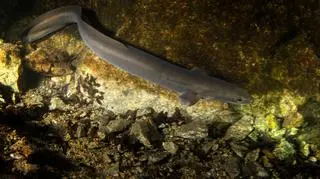 Węgorz europejski (Anguilla anguilla) 