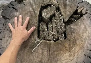 Przecinali w tartaku pień dębu, w środku była niespodzianka sprzed 1400 lat
