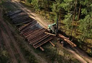 W projekcie rekomendacji znalazł się też postulat reformy systemu sprzedaży drewna