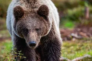 Niedźwiedź brunatny (Ursus arctos arctos)