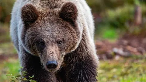 Niedźwiedź brunatny (Ursus arctos arctos)