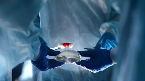 implant shutterstock_2425386005