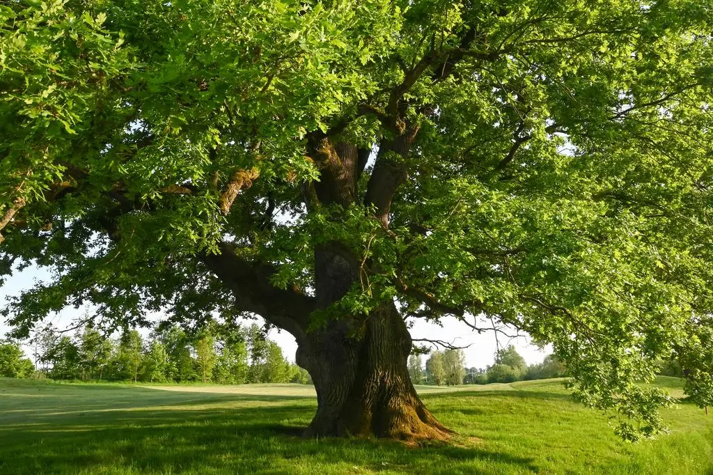 Dąb szypułkowy