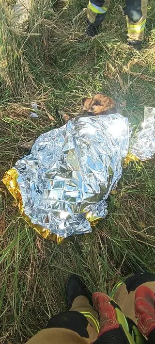 Pies wpadł do zbiornika z wodą