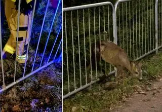Strażacy uratowali sarenkę, która utknęła w płocie