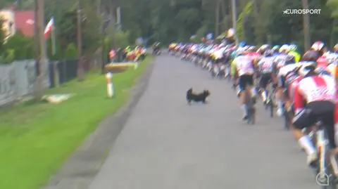 To mogło skończyć się źle. Nieoczekiwany gość podzielił peleton na pół