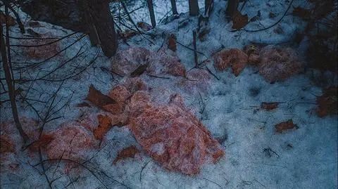 Znaleźli 130 kilogramów mięsa 