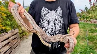 Wąż ma około półtora metra 