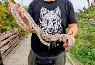 Wąż na balkonie. Mieszkanka Lublina wezwała służby 