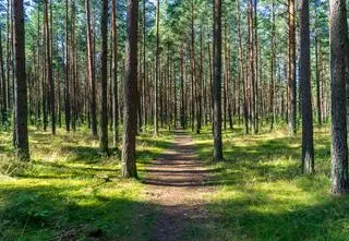 Poszukiwania rodzeństwa. Pojechali do lasu i się zgubili