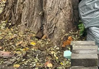 Ewakuacja mieszkańców i uczniów. Znaleziono niewybuch