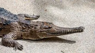 Nie powinno go tu być. Myśleli, że to wytwór AI