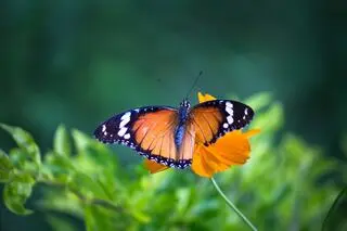 Motyl z rodzaju Danaus