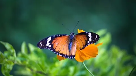 Motyl z rodzaju Danaus