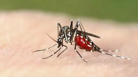 Tworzą mapę inwazyjnych gatunków komarów. By zapobiec epidemiom