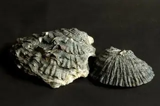 Ostrygi portugalskie (Magallana angulata) - zdj. ilustracyjne. Starsze osobniki (z lewej) charakteryzują się nierównymi, pofałdowanymi muszlami