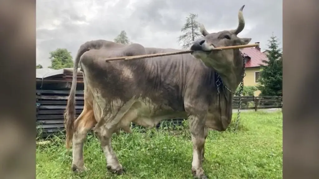 Krowa Veronika z jednym z kijów do drapania