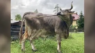 Zaskakujące, co krowa Veronika robi z kijem. Naukowcy nie wierzyli własnym oczom