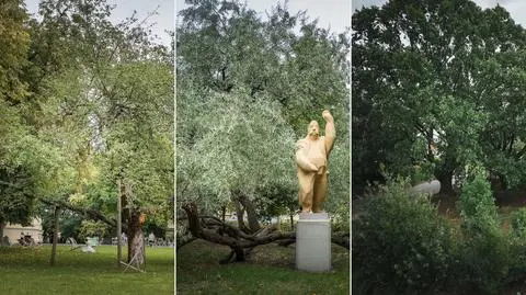 Zagłosuj na ulubione drzewo