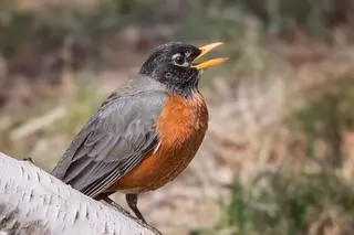 Drozd wędrowny (Turdus migratorius) - zdjęcie poglądowe