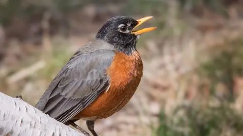 Drozd wędrowny (Turdus migratorius) - zdjęcie poglądowe