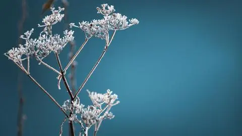 Przymrozki, mróz, zimno