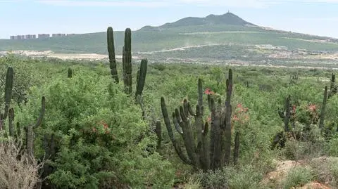 Cabo San Lucas na półwyspie Baja California
