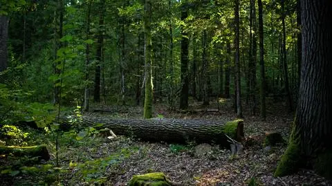 Puszcza Białowieska