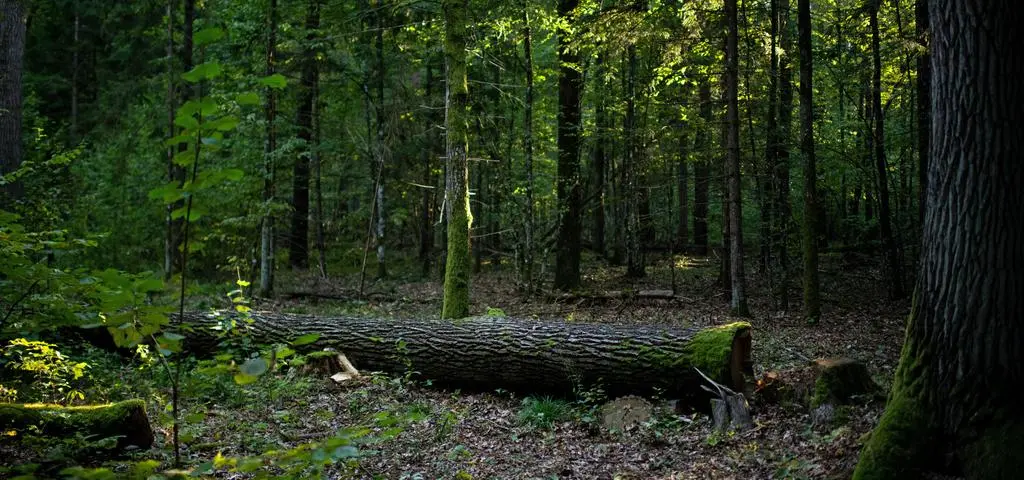 Mieli ocalić przed wycinką 20 procent lasów. "Ułamek, początek drogi"