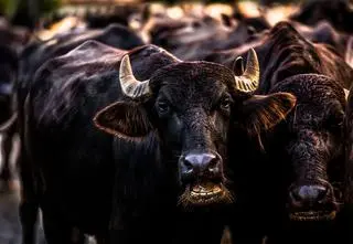 Byki poturbowały dwóch mężczyzn, jeden nie żyje. Szczegóły zdarzenia