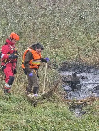 Dramatyczna akcja ratunkowa jelenia