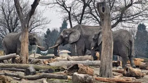 Warszawskie zoo