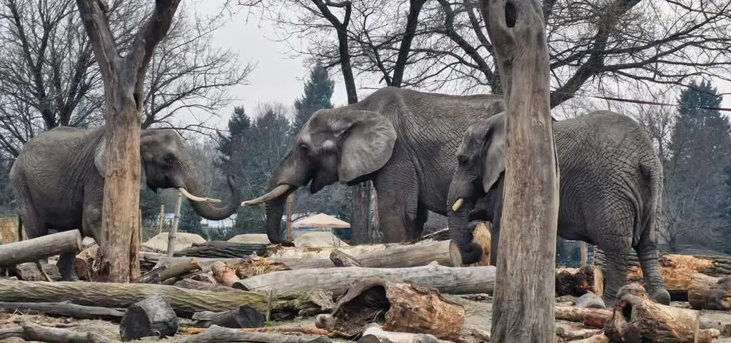 Niebezpieczny incydent w zoo. Mają nadzieję, że pomoże monitoring