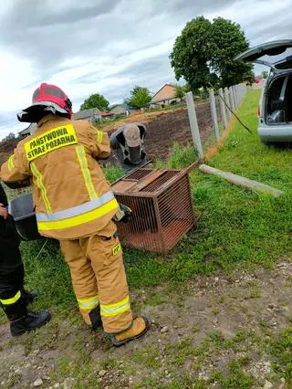 Strażacy zamknęli bobra w metalowej klatce