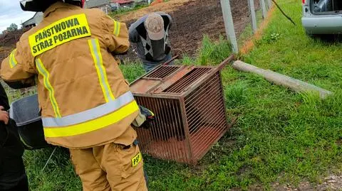 Strażacy zamknęli bobra w metalowej klatce