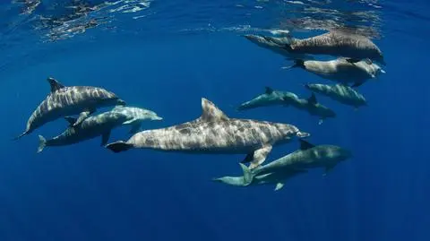 Niezwykłe więzi delfinów. Dzięki nim samce znajdują sobie partnerki lub kradną je innym