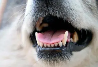 Pies pogryzł dziecko w parku. 6-latek ma obrażenia głowy