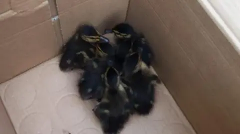 Policyjna eskorta dla kaczej rodziny 