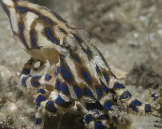 Ośmiornica Hapalochlaena fasciata
