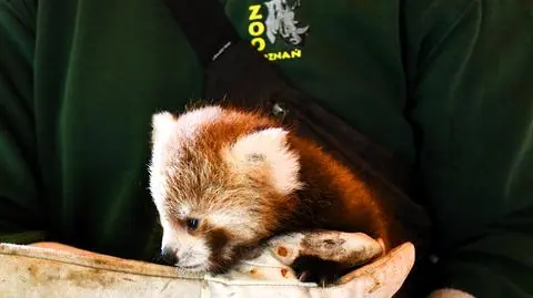 Mała pandka nie ma jeszcze imienia