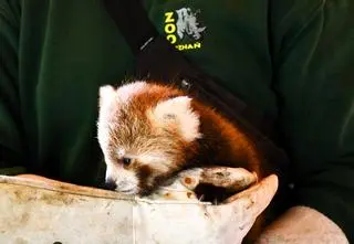 Poznańskie zoo powitało pandę rudą. To pierwsze takie narodziny od 20 lat 