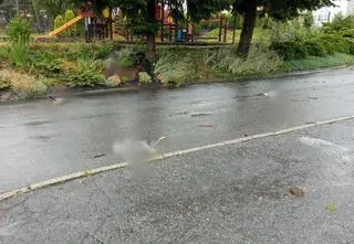 Burza zabiła cztery młode bociany