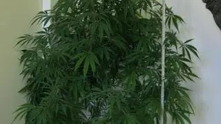 Krzak konopi indyjskiej 