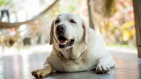 Labrador retriever z nadwagą 