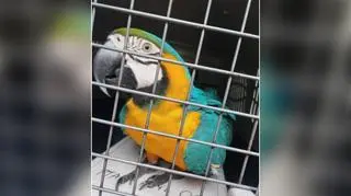 "Po jednej z sortowni latała papuga"