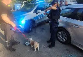 Pies zamknięty w rozgrzanym aucie. "Leżał na fotelu, oddychał bardzo szybko"