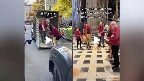 Kozioł Pablo w katedrze w Worcesterze